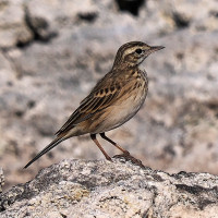 Australian Pipit
